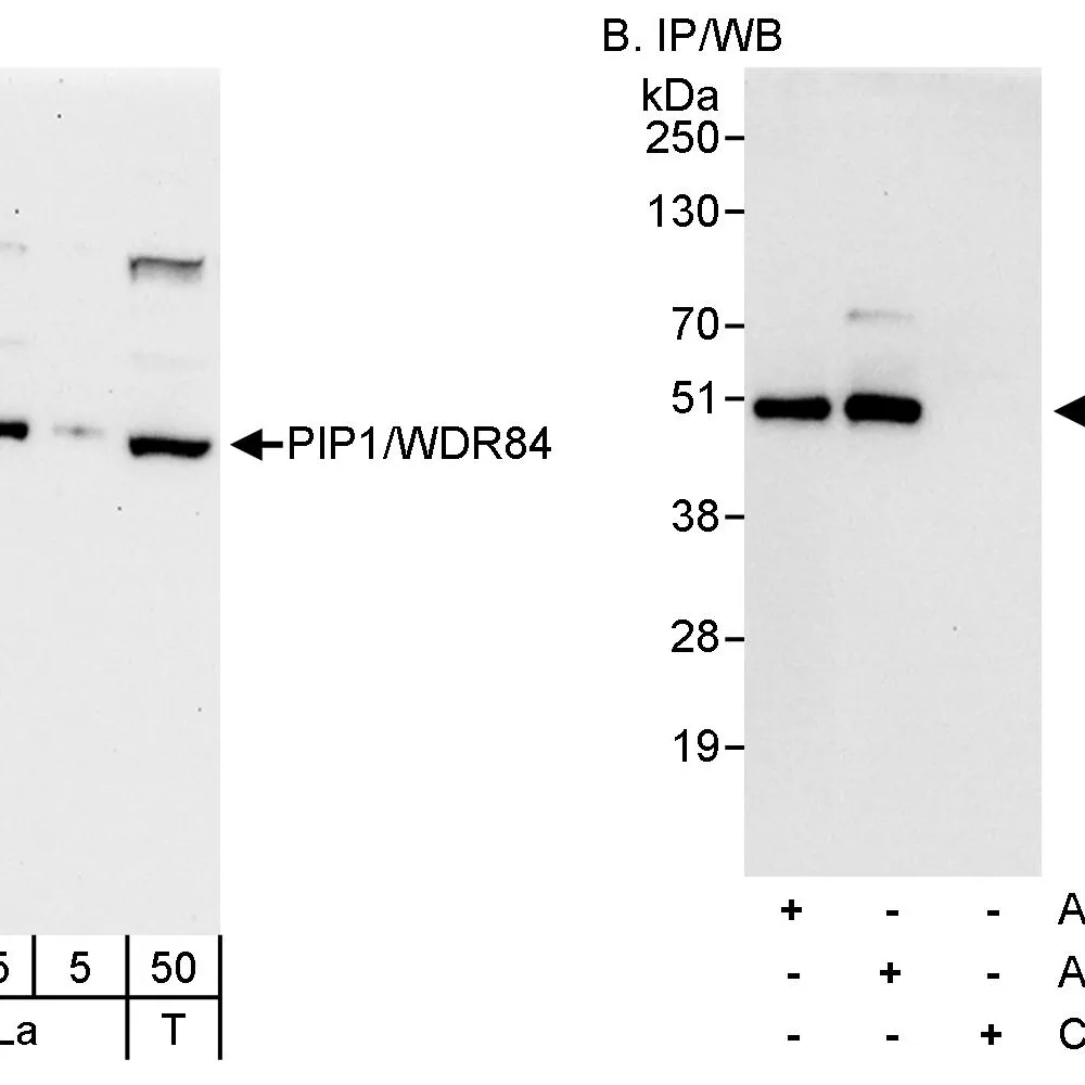 Rabbit anti-PIP1/WDR84 Antibody, Affinity Purified