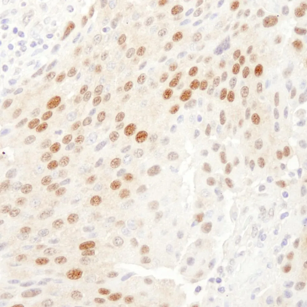 Rabbit anti-WDR77/MEP50 Antibody, Affinity Purified