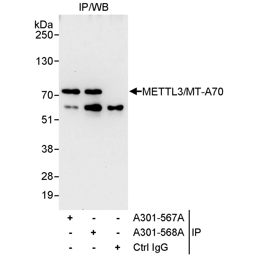 Rabbit anti-METTL3/MT-A70 Antibody, Affinity Purified