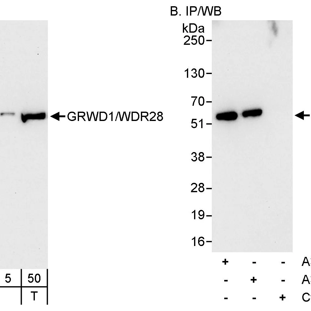 Rabbit anti-GRWD1/WDR28 Antibody, Affinity Purified