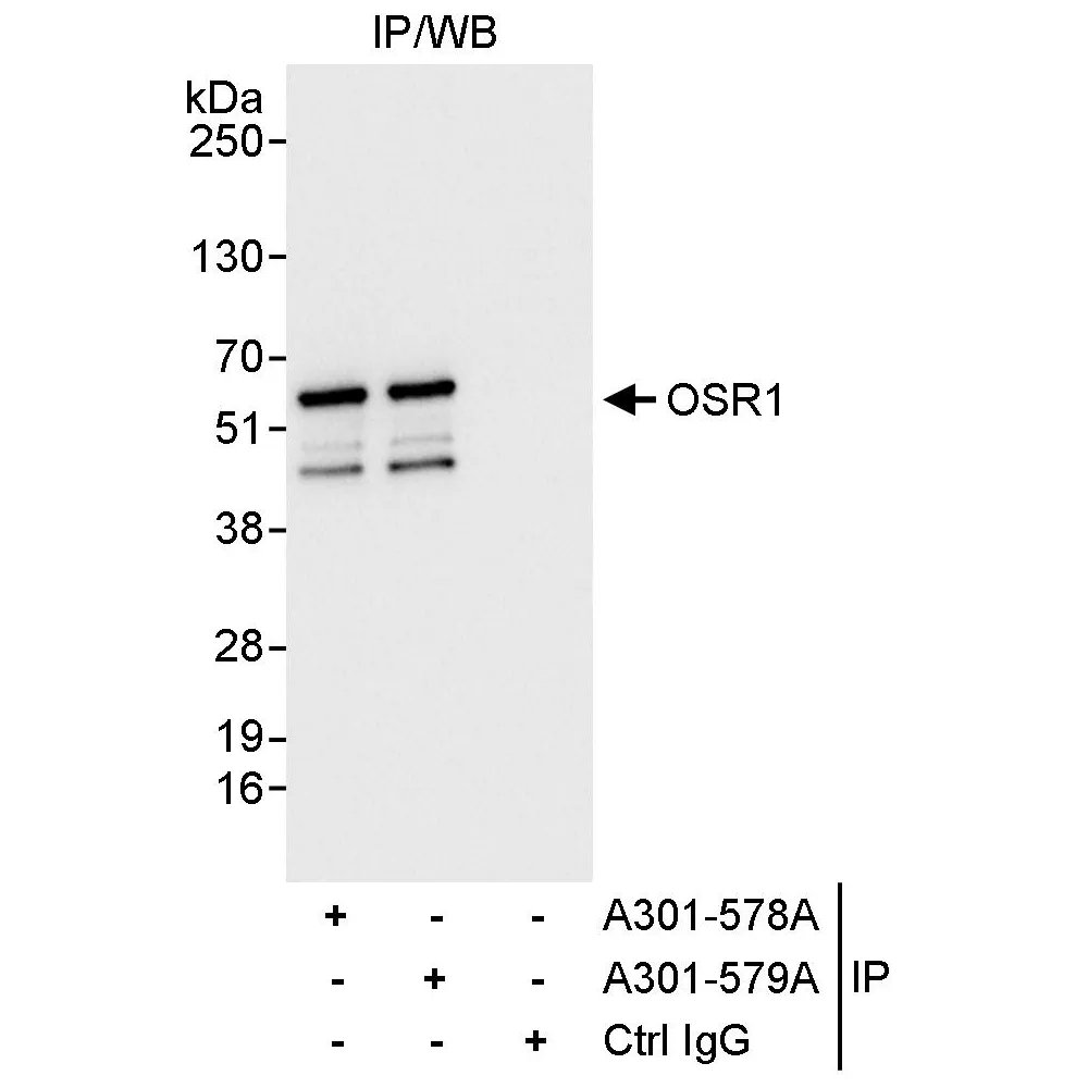 Rabbit anti-OSR1 Antibody, Affinity Purified