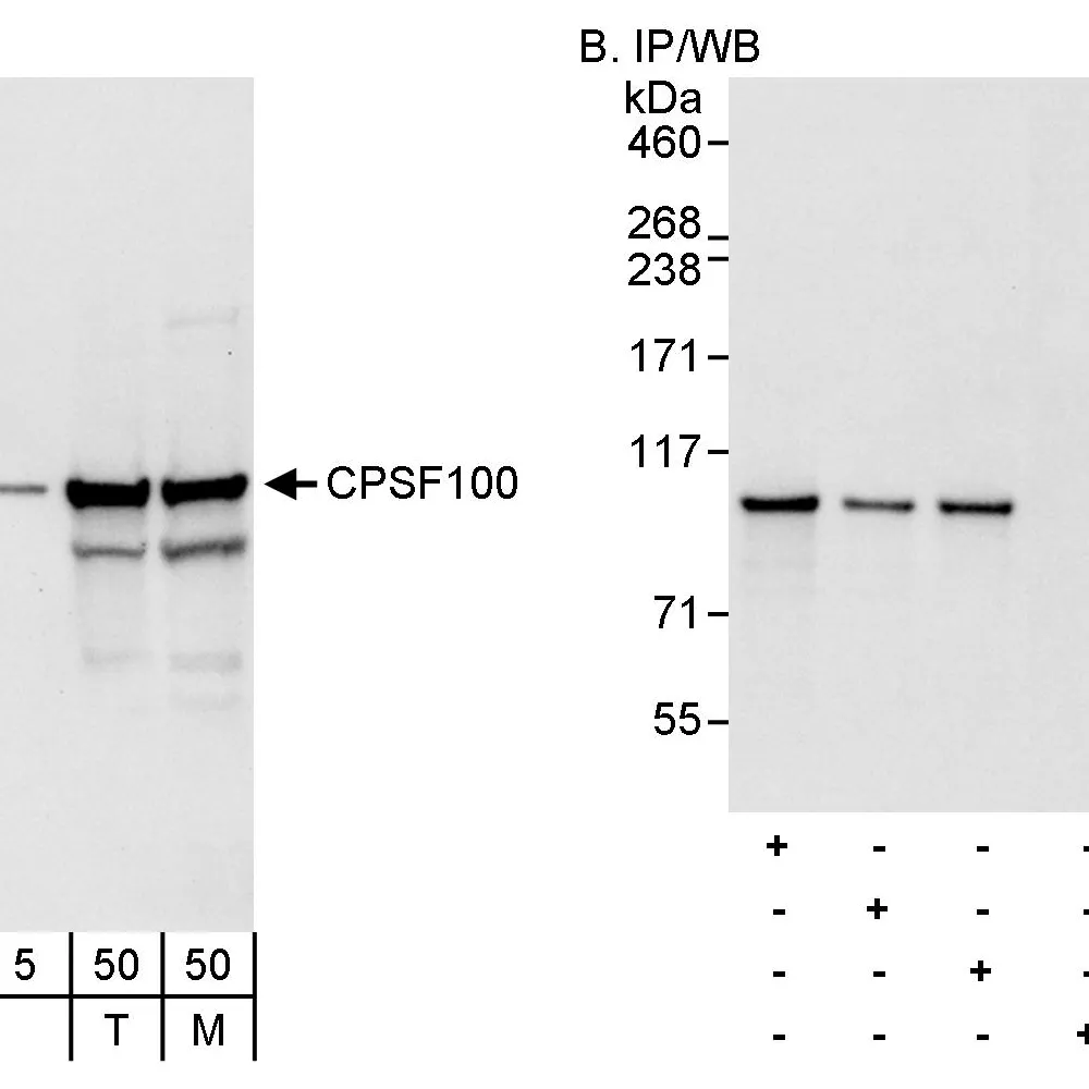 Rabbit anti-CPSF100 Antibody, Affinity Purified
