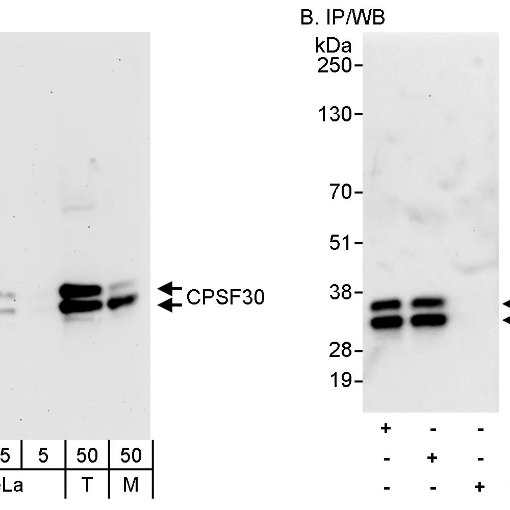 Rabbit anti-CPSF30 Antibody, Affinity Purified