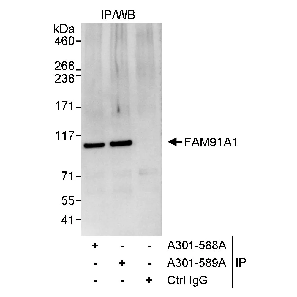 Rabbit anti-FAM91A1 Antibody, Affinity Purified
