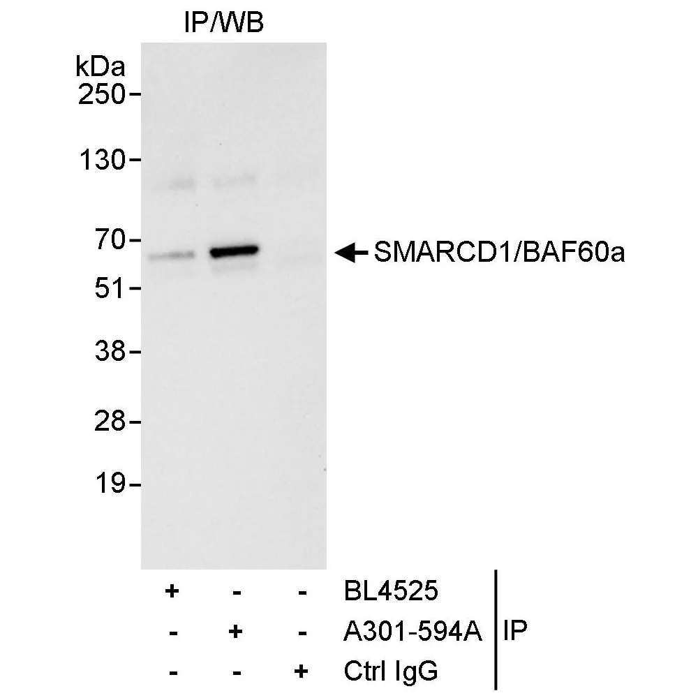 Rabbit anti-SMARCD1/BAF60a Antibody, Affinity Purified