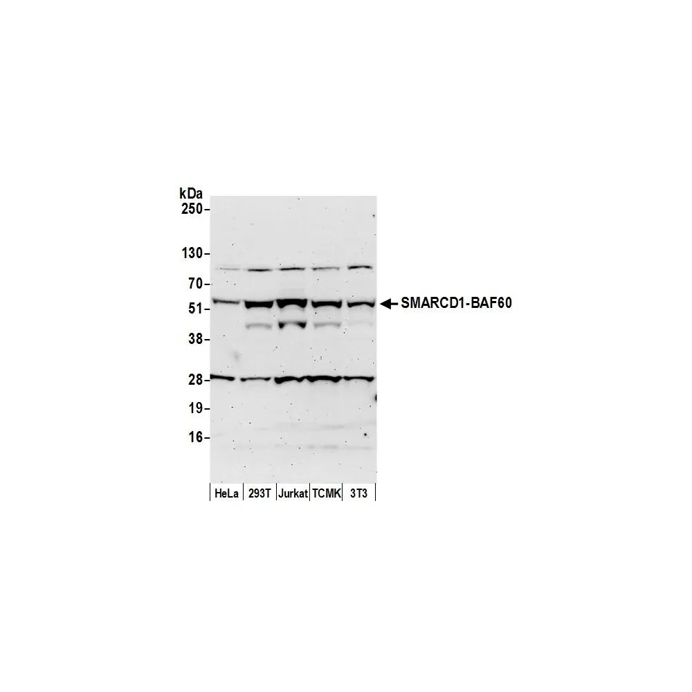 Rabbit anti-SMARCD1/BAF60a Antibody, Affinity Purified