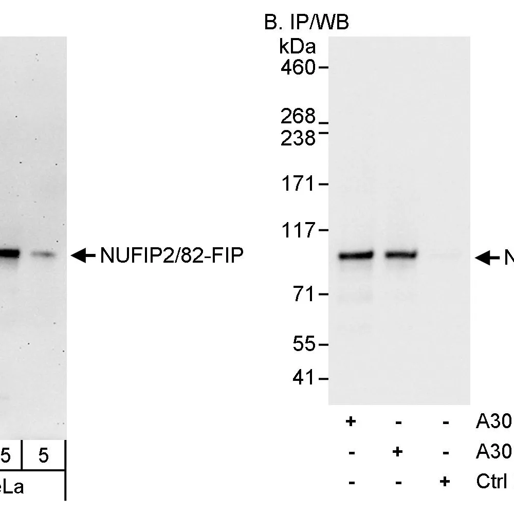 Rabbit anti-NUFIP2/82-FIP Antibody, Affinity Purified