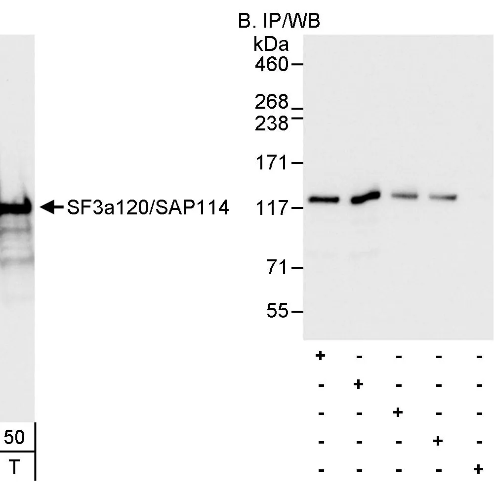 Rabbit anti-SF3a120/SAP114 Antibody, Affinity Purified