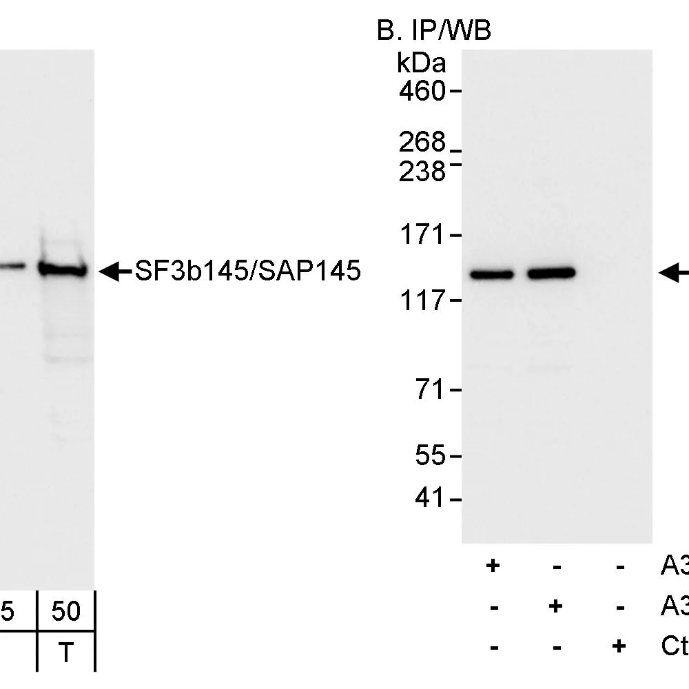 Rabbit anti-SF3b145/SAP145 Antibody, Affinity Purified