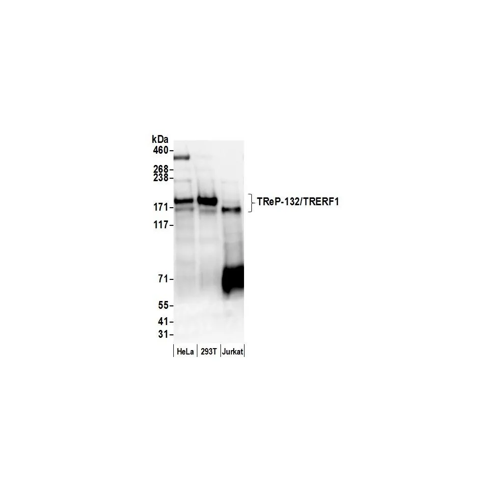 Rabbit anti-TReP-132/TRERF1 Antibody, Affinity Purified
