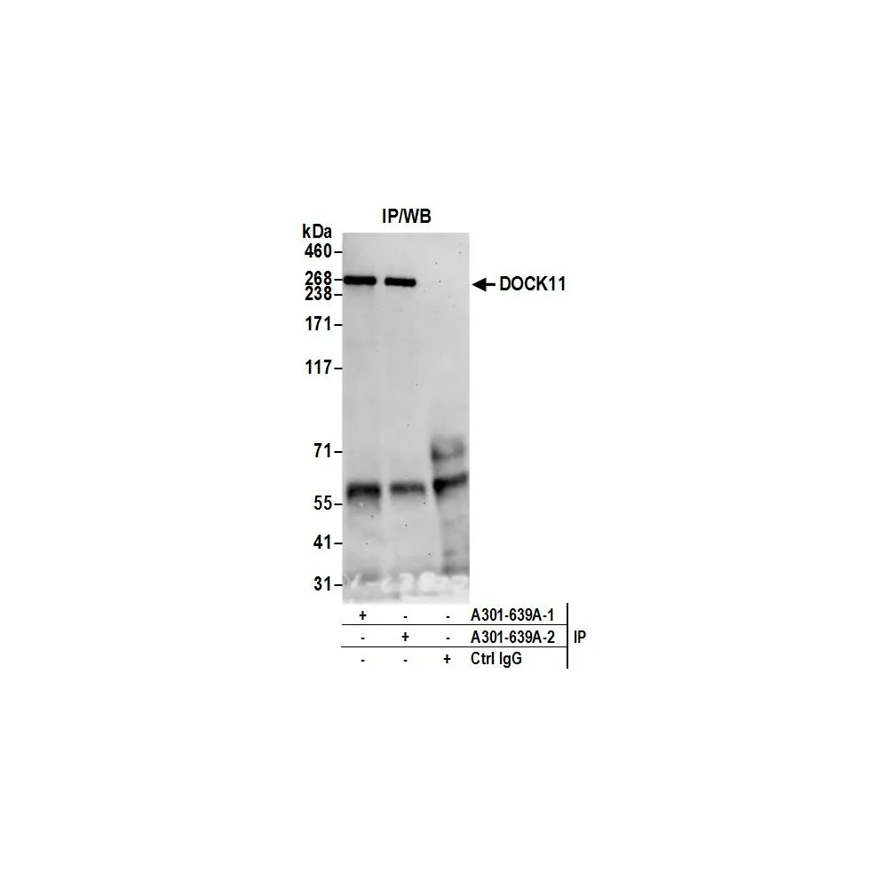 Rabbit anti-DOCK11 Antibody, Affinity Purified
