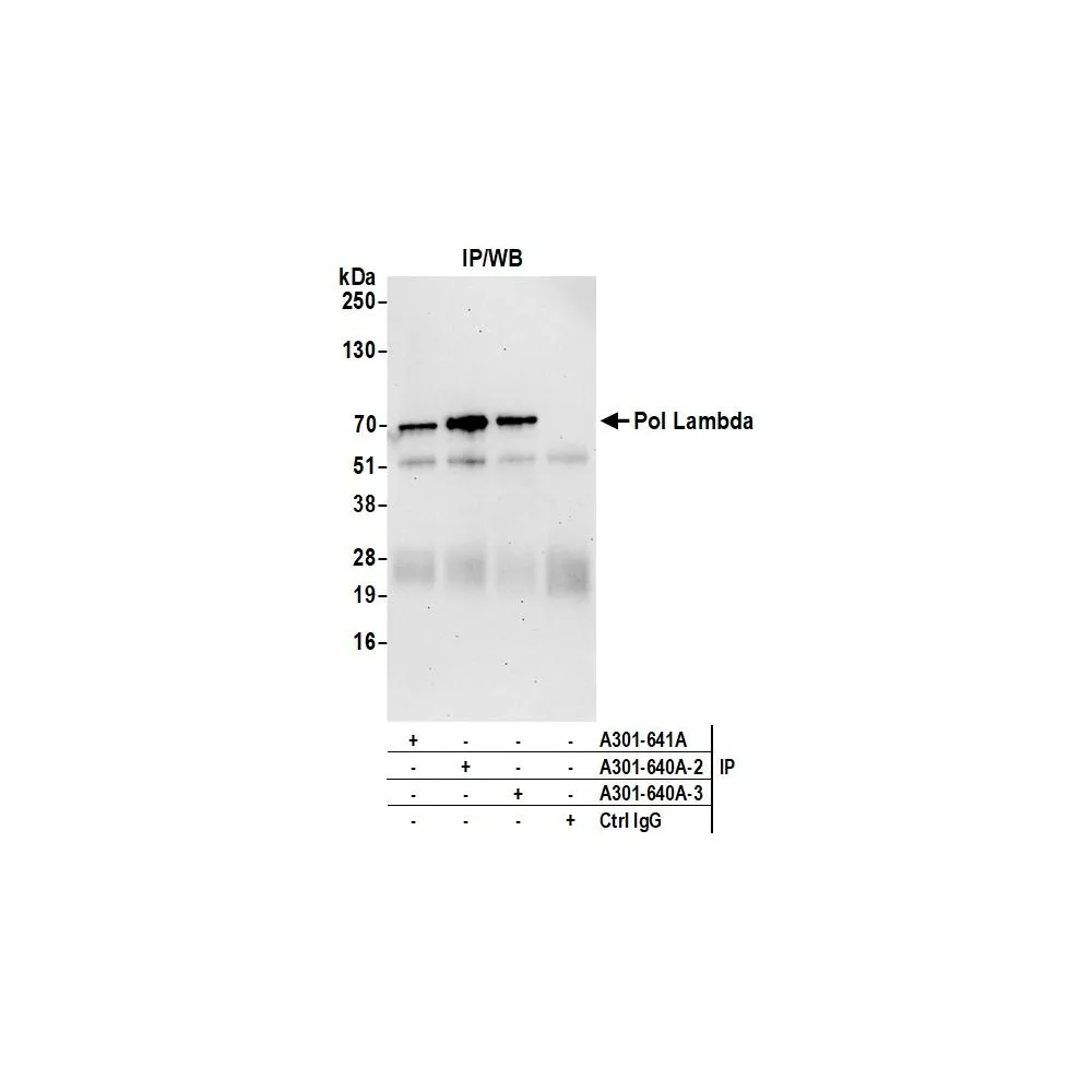 Rabbit anti-Pol Lambda Antibody, Affinity Purified