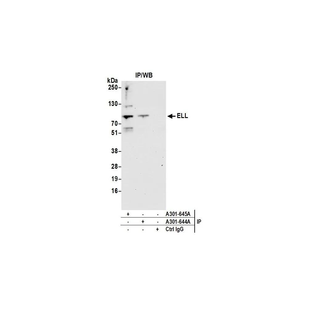 Rabbit anti-ELL Antibody, Affinity Purified