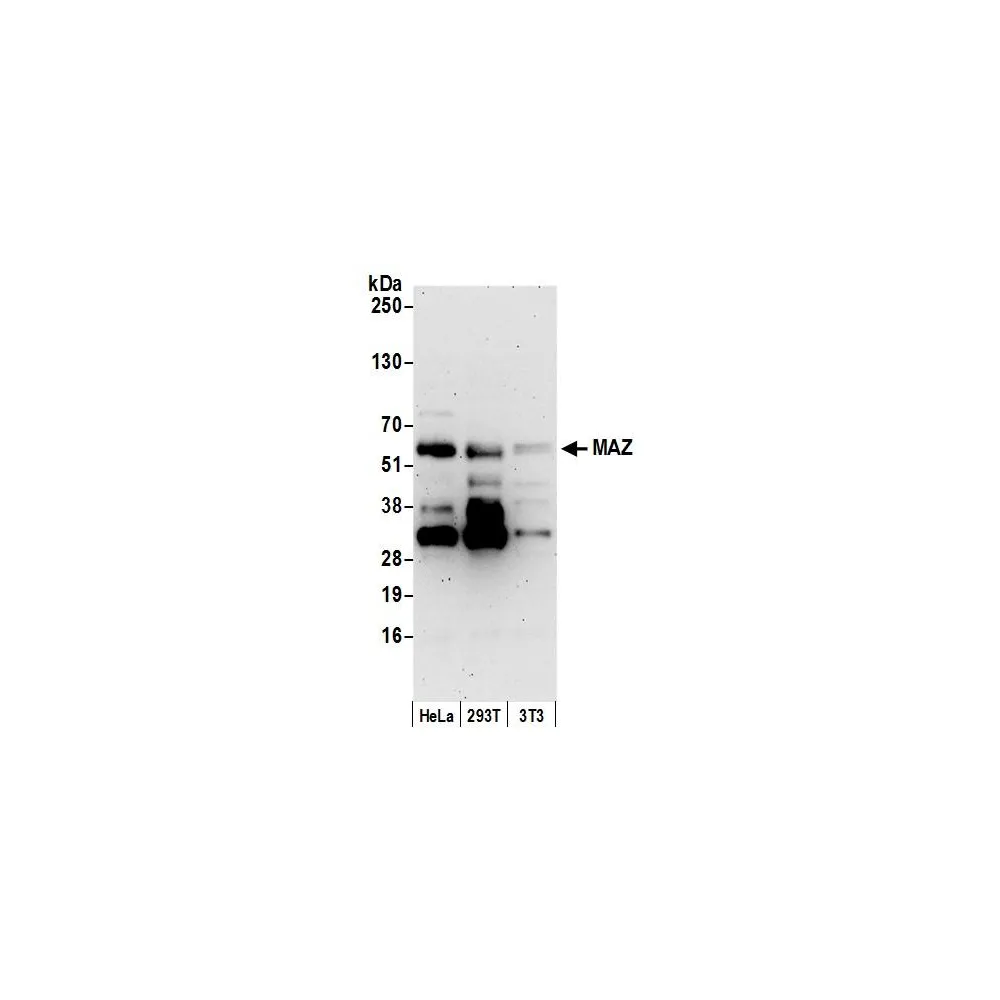 Rabbit anti-MAZ/SAF-1 Antibody, Affinity Purified
