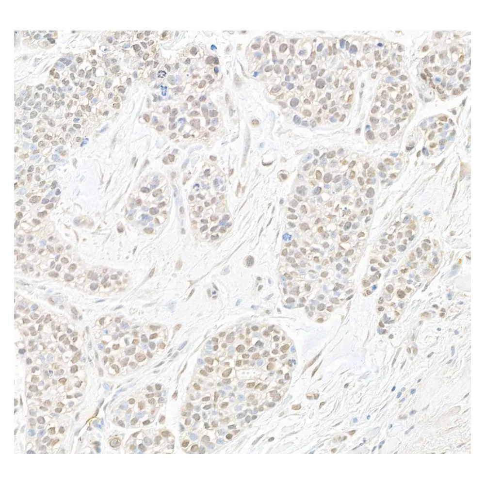 Rabbit anti-B-Myb Antibody, Affinity Purified