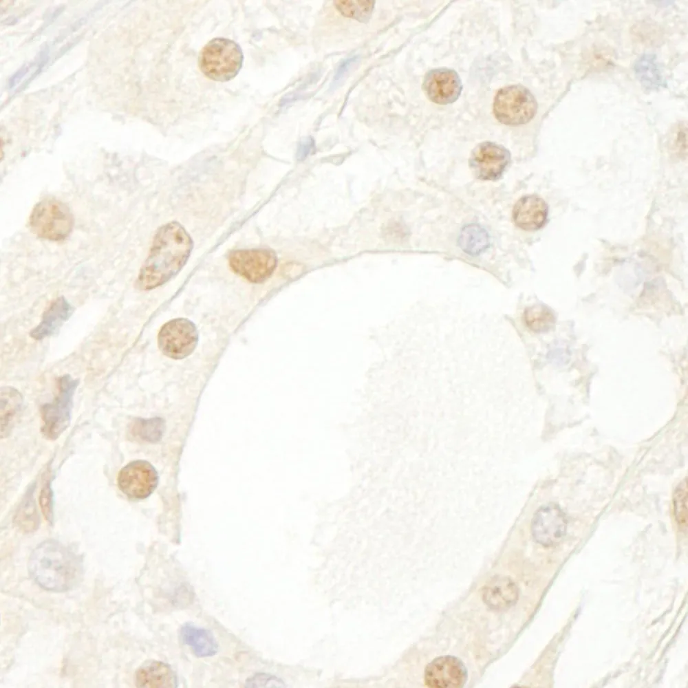 Rabbit anti-B-Myb Antibody, Affinity Purified
