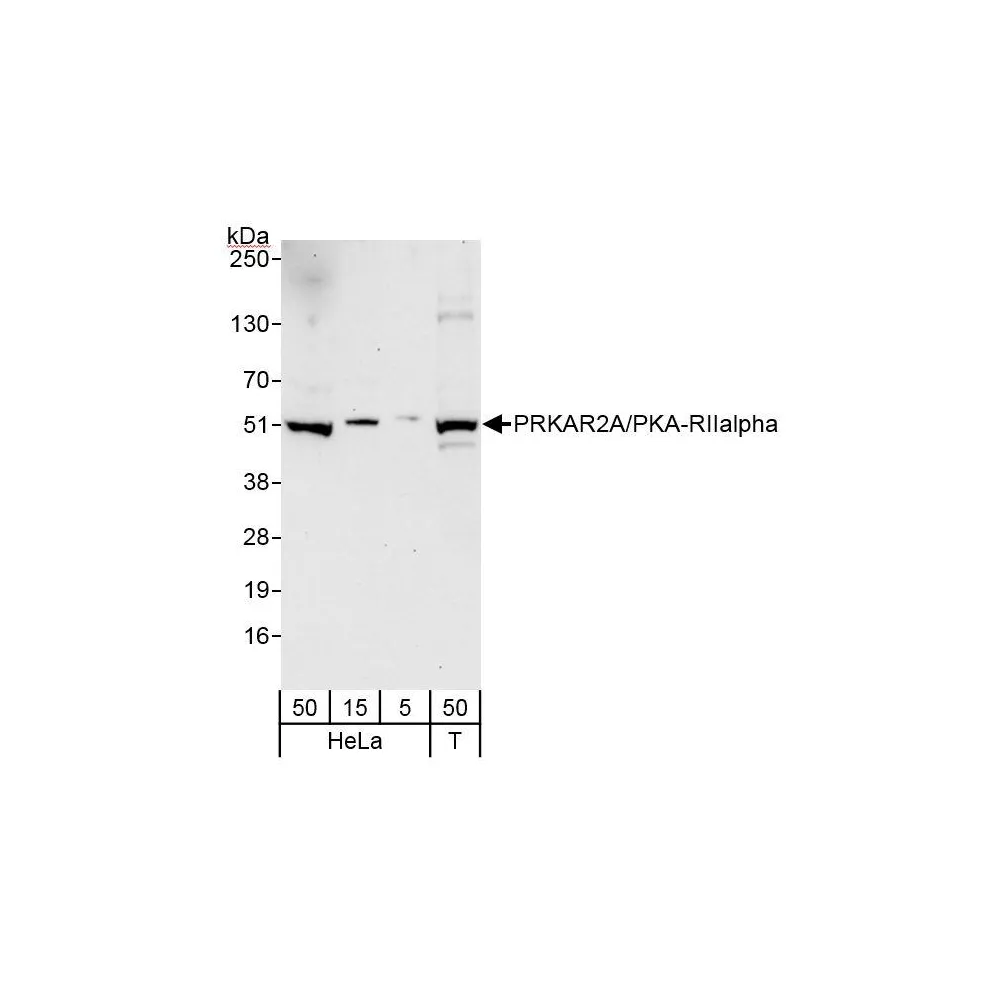 Rabbit anti-PRKAR2A/PKA-RIIalpha Antibody, Affinity Purified