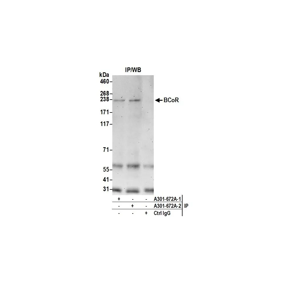 Rabbit anti-BCoR Antibody, Affinity Purified