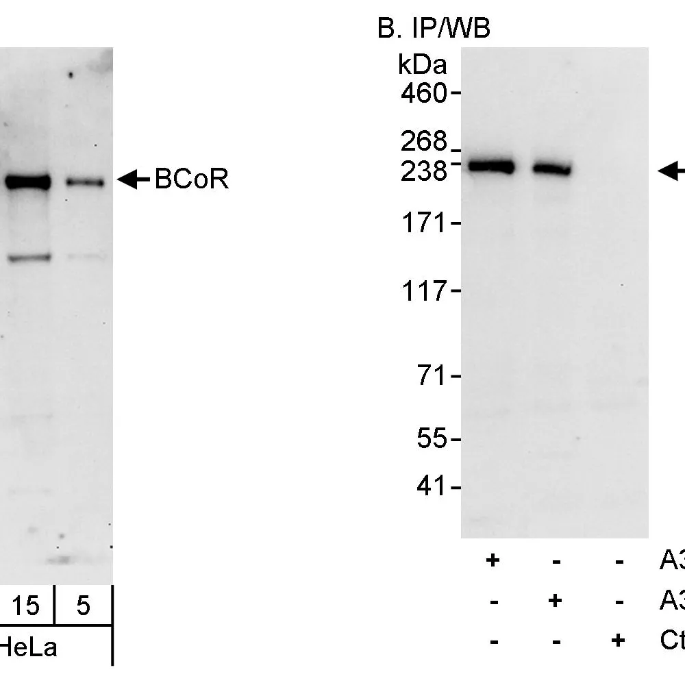 Rabbit anti-BCoR Antibody, Affinity Purified