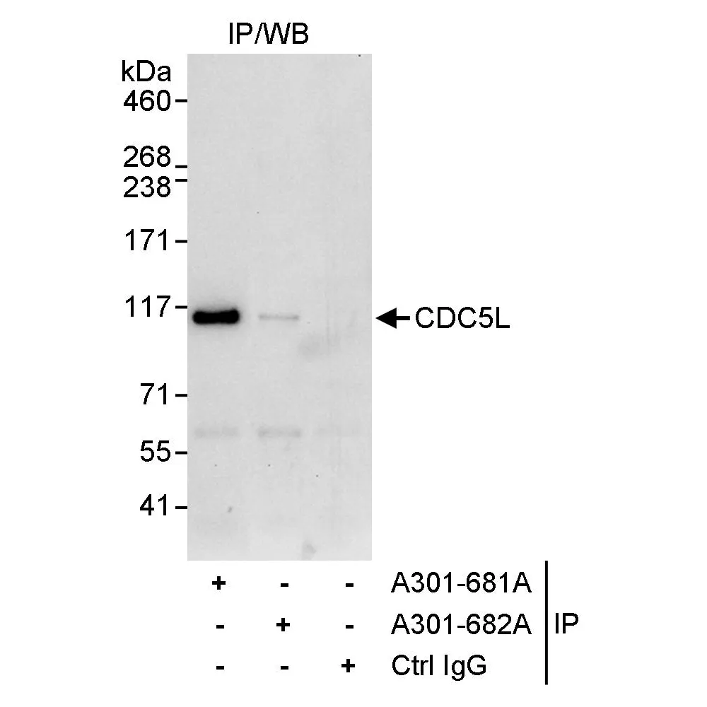 Rabbit anti-CDC5L Antibody, Affinity Purified