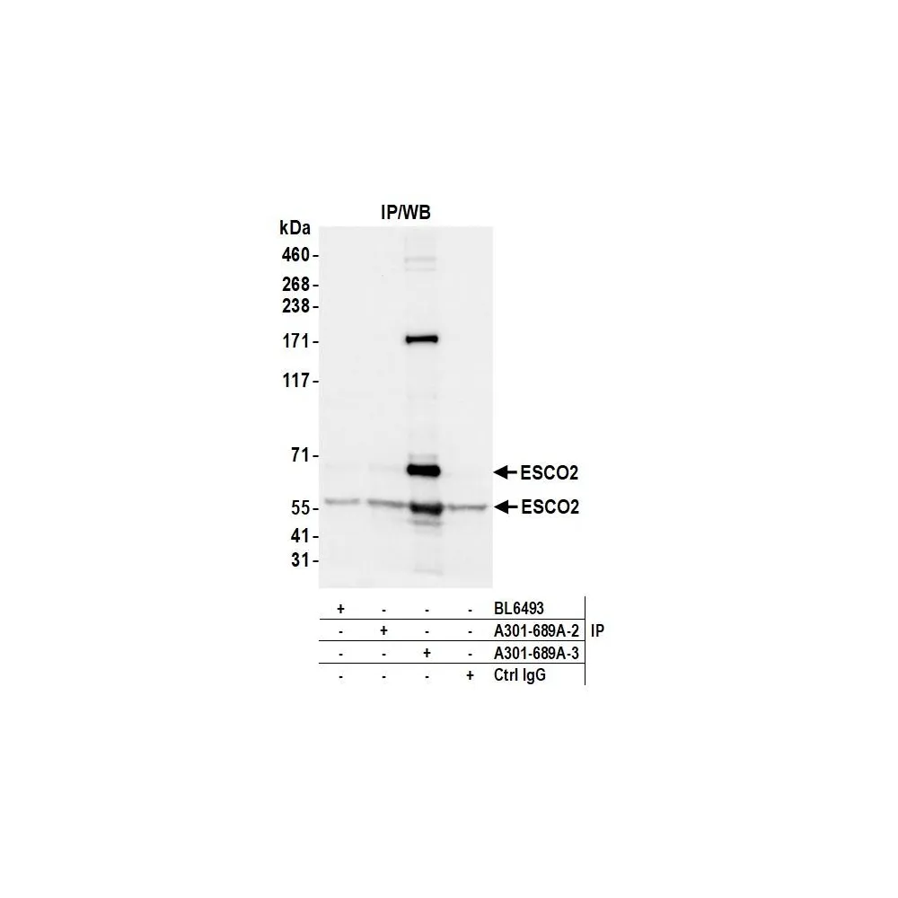 Rabbit anti-ESCO2 Antibody, Affinity Purified