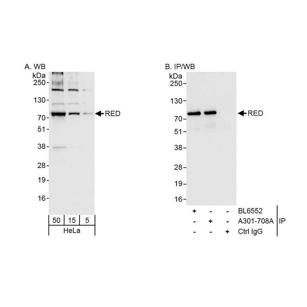 Rabbit anti-RED Antibody, Affinity Purified