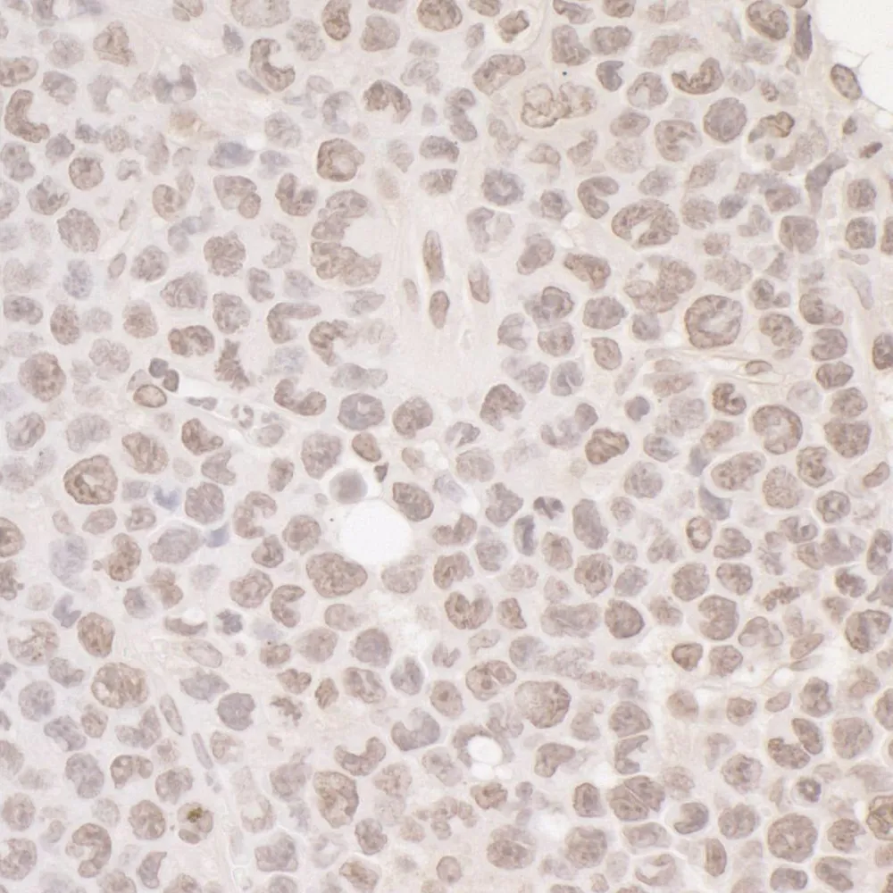 Rabbit anti-OCT1 Antibody, Affinity Purified