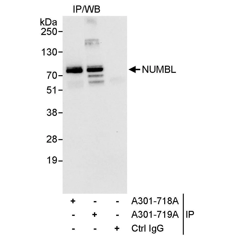 Rabbit anti-NUMBL Antibody, Affinity Purified