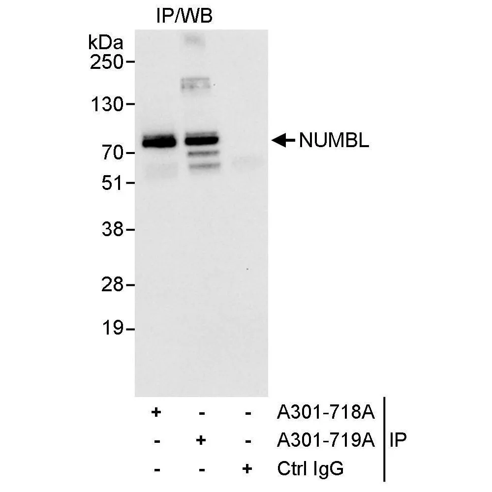 Rabbit anti-NUMBL Antibody, Affinity Purified