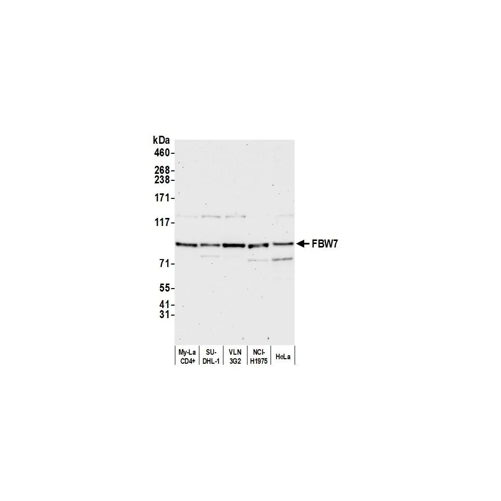 Rabbit anti-FBW7 Antibody, Affinity Purified