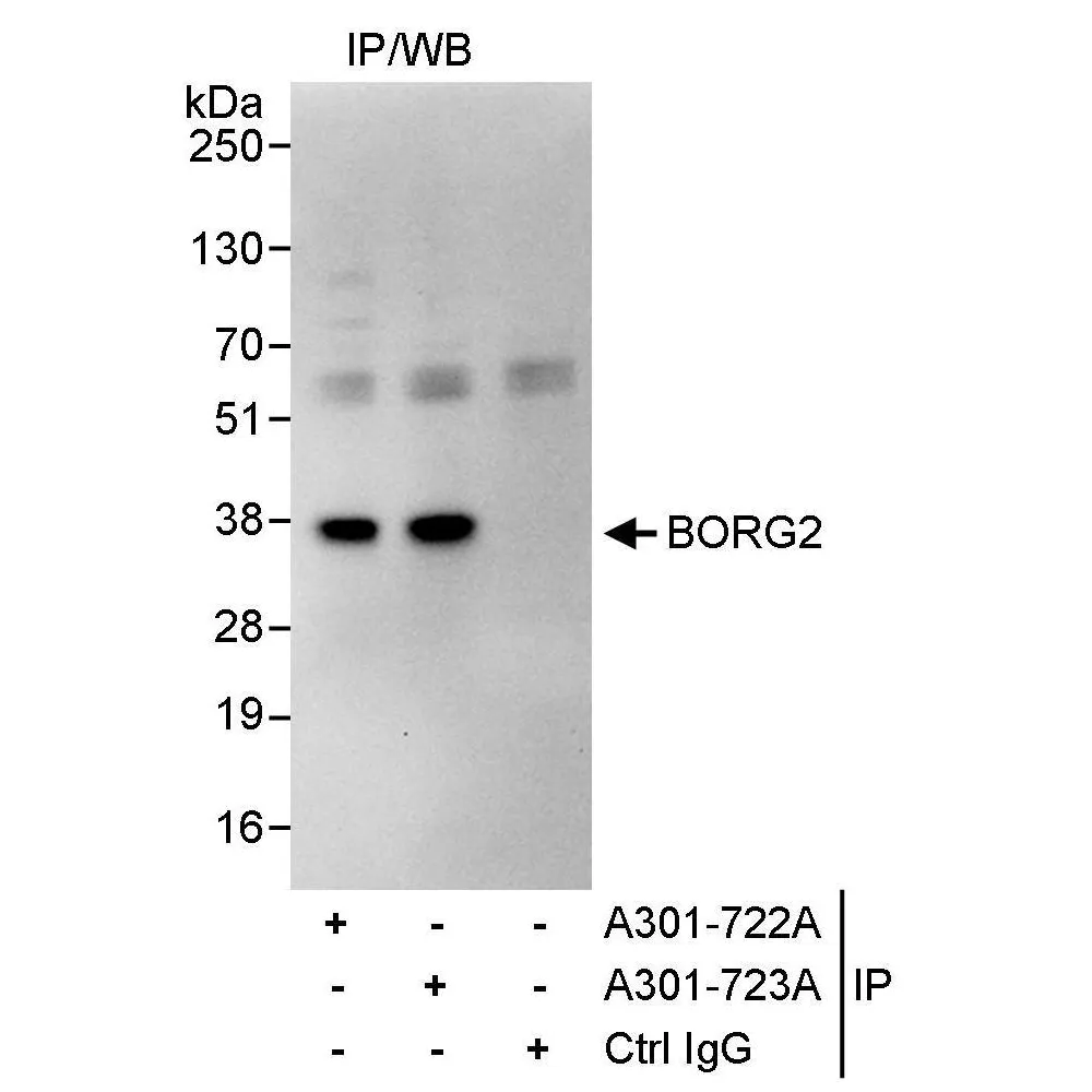 Rabbit anti-BORG2 Antibody, Affinity Purified