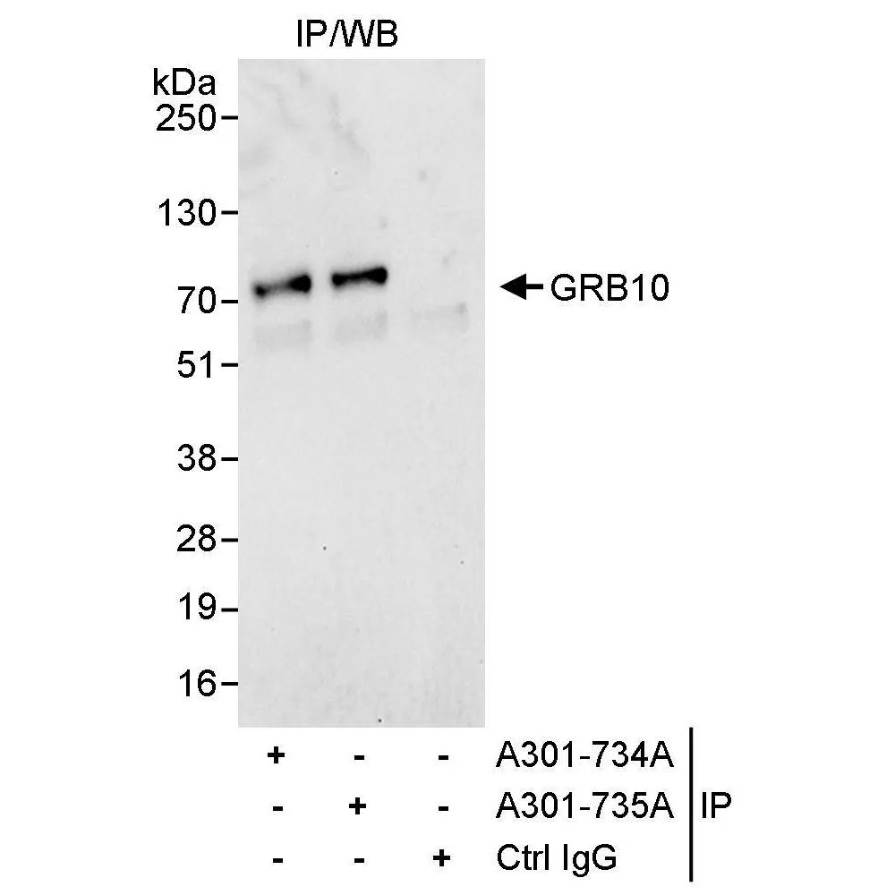 Rabbit anti-GRB10 Antibody, Affinity Purified