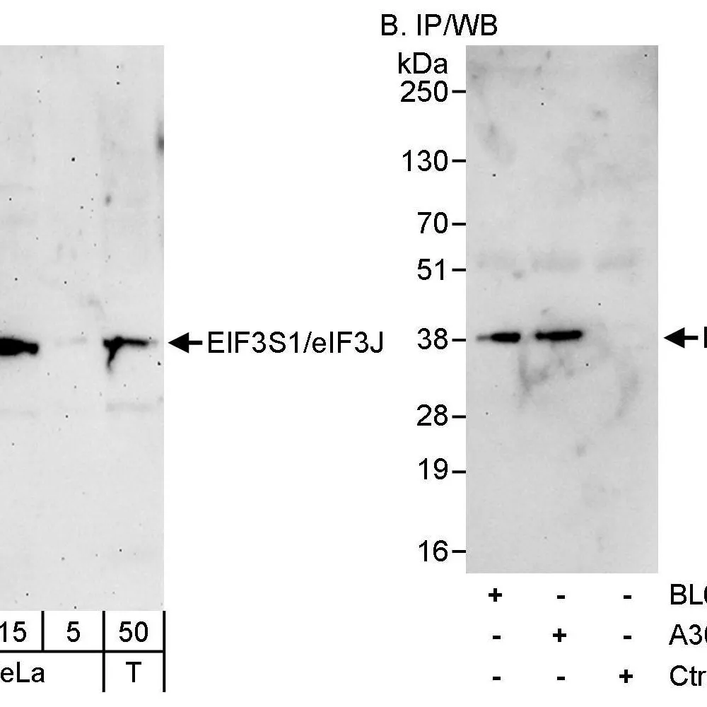 Rabbit anti-eIF3J/EIF3S1 Antibody, Affinity Purified