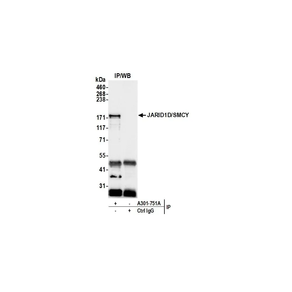 Rabbit anti-JARID1D/SMCY Antibody, Affinity Purified