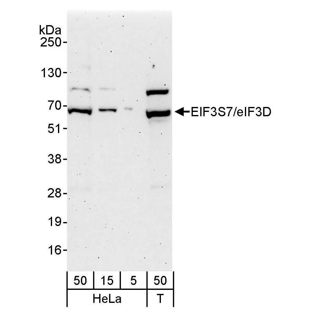 Rabbit anti-eIF3D/EIF3S7 Antibody, Affinity Purified