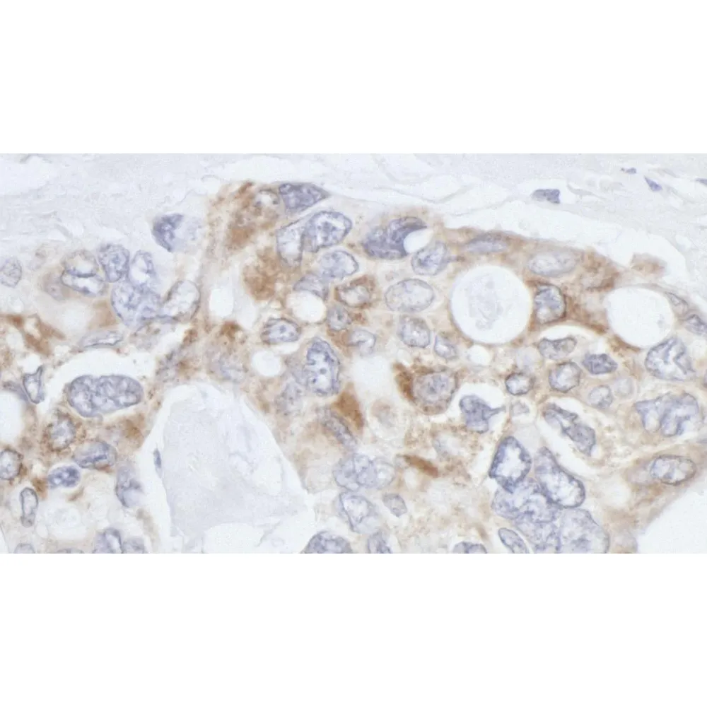 Rabbit anti-eIF3X Antibody, Affinity Purified