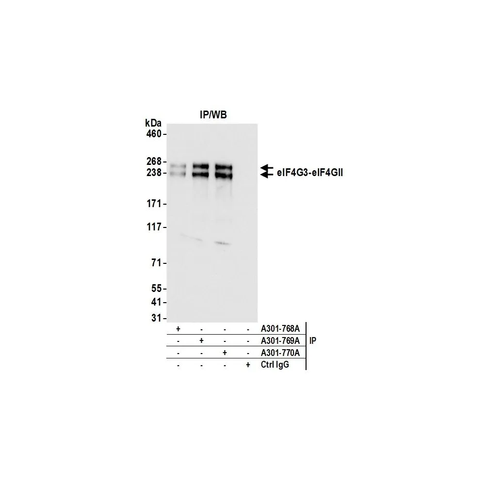 Rabbit anti-eIF4G3/eIF4GII Antibody, Affinity Purified