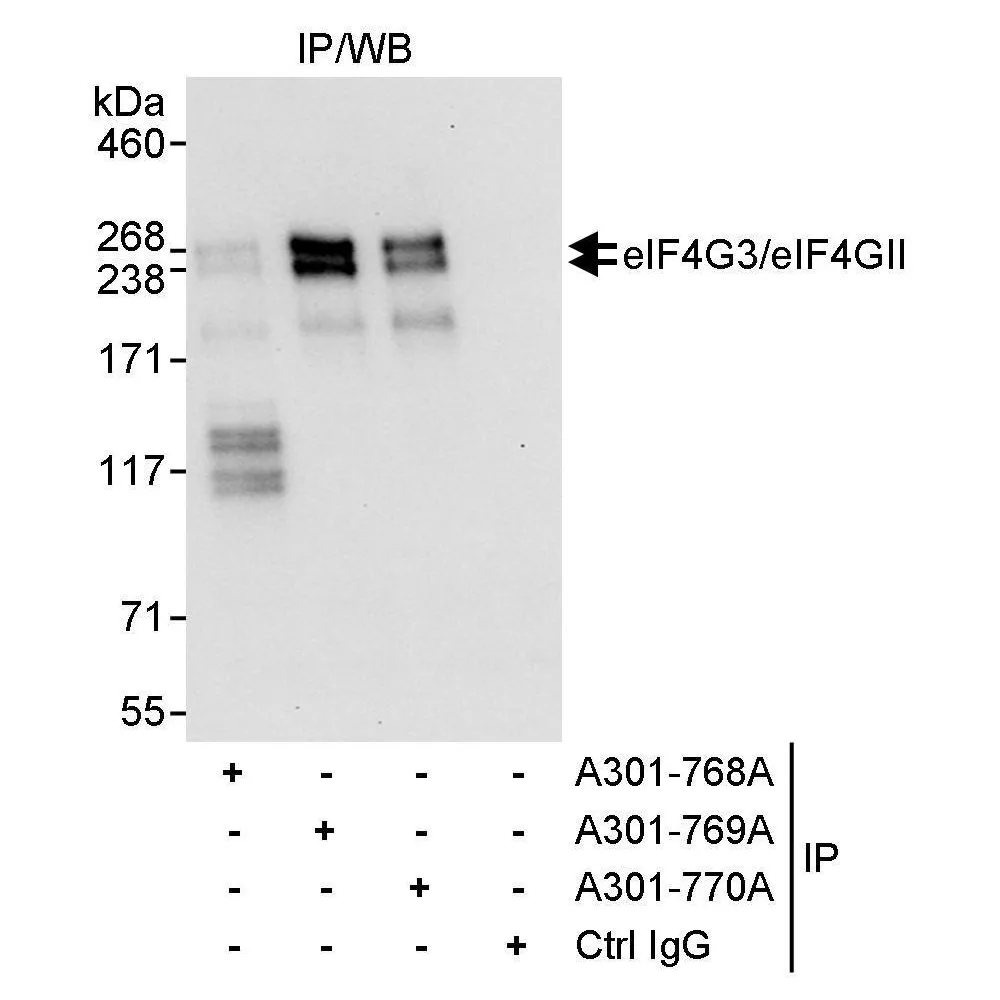 Rabbit anti-eIF4G3/eIF4GII Antibody, Affinity Purified
