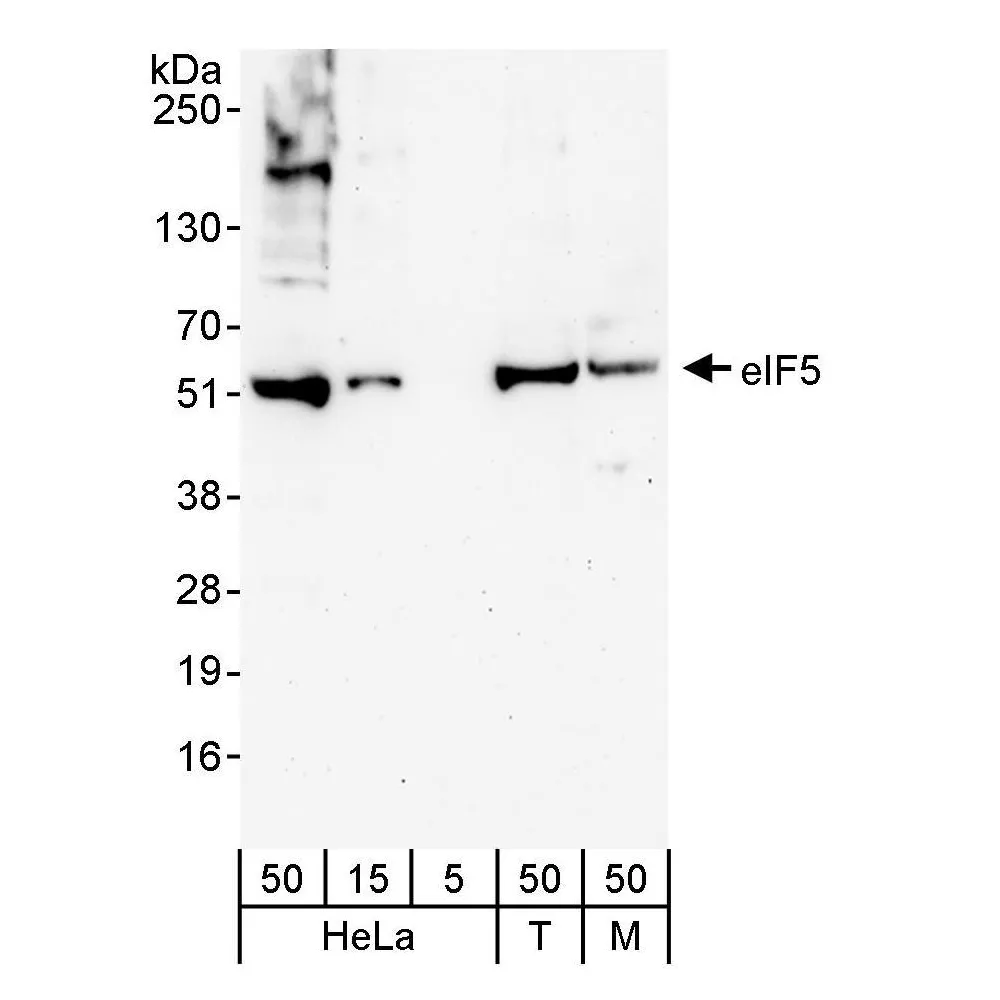 Rabbit anti-eIF5 Antibody, Affinity Purified
