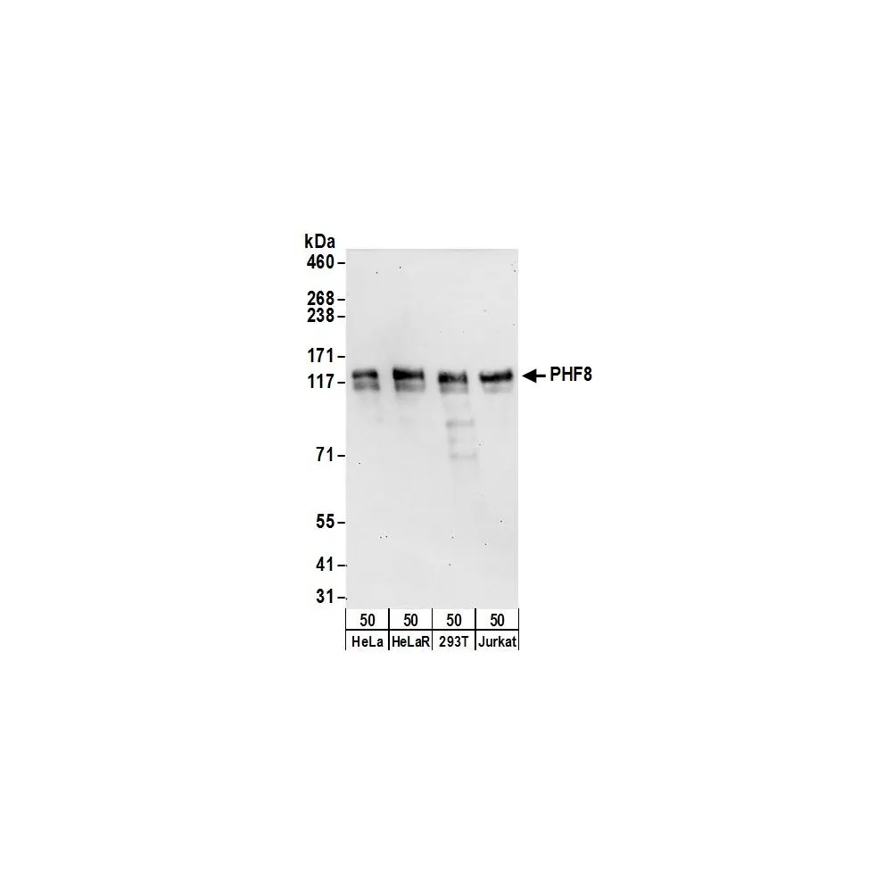 Rabbit anti-PHF8 Antibody, Affinity Purified
