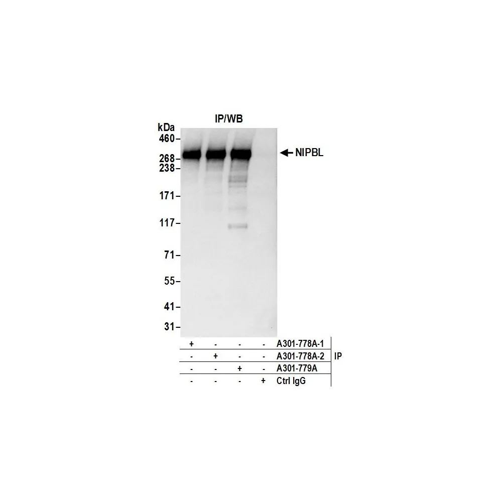 Rabbit anti-NIPBL Antibody, Affinity Purified
