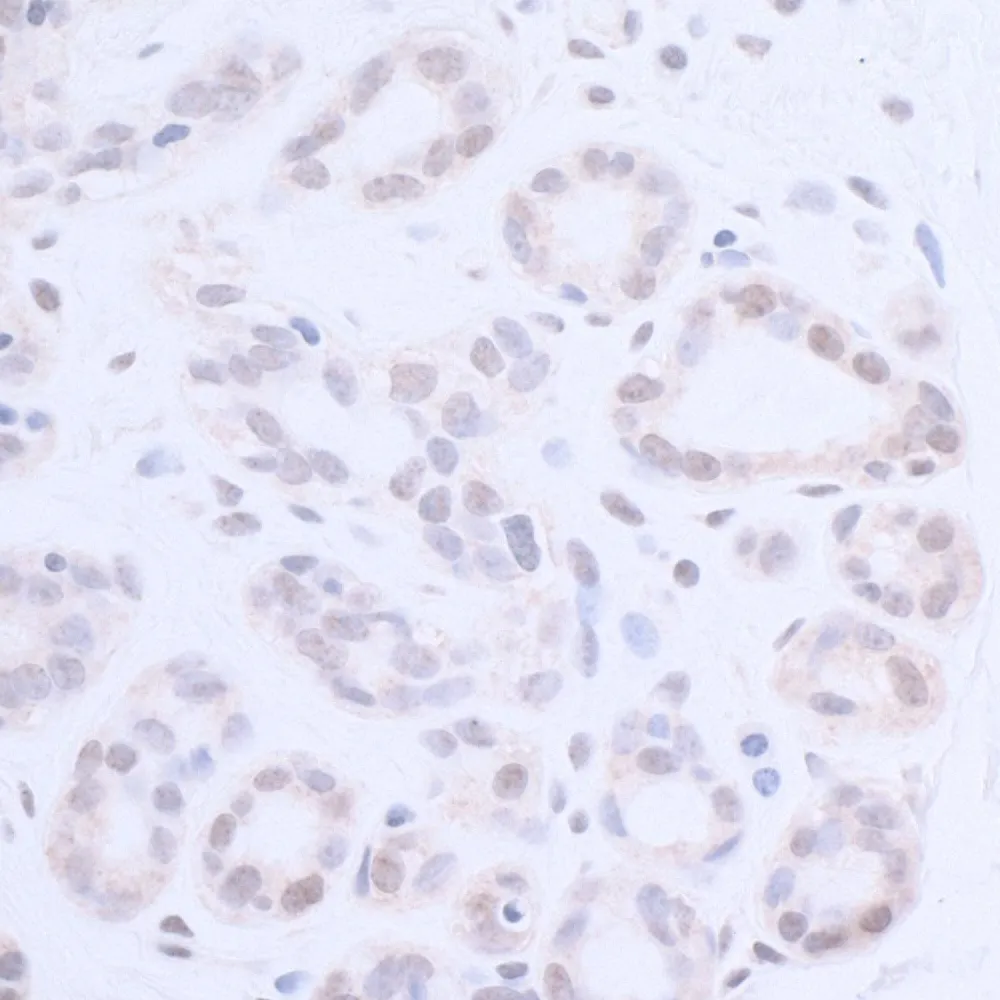 Rabbit anti-XPA Antibody, Affinity Purified