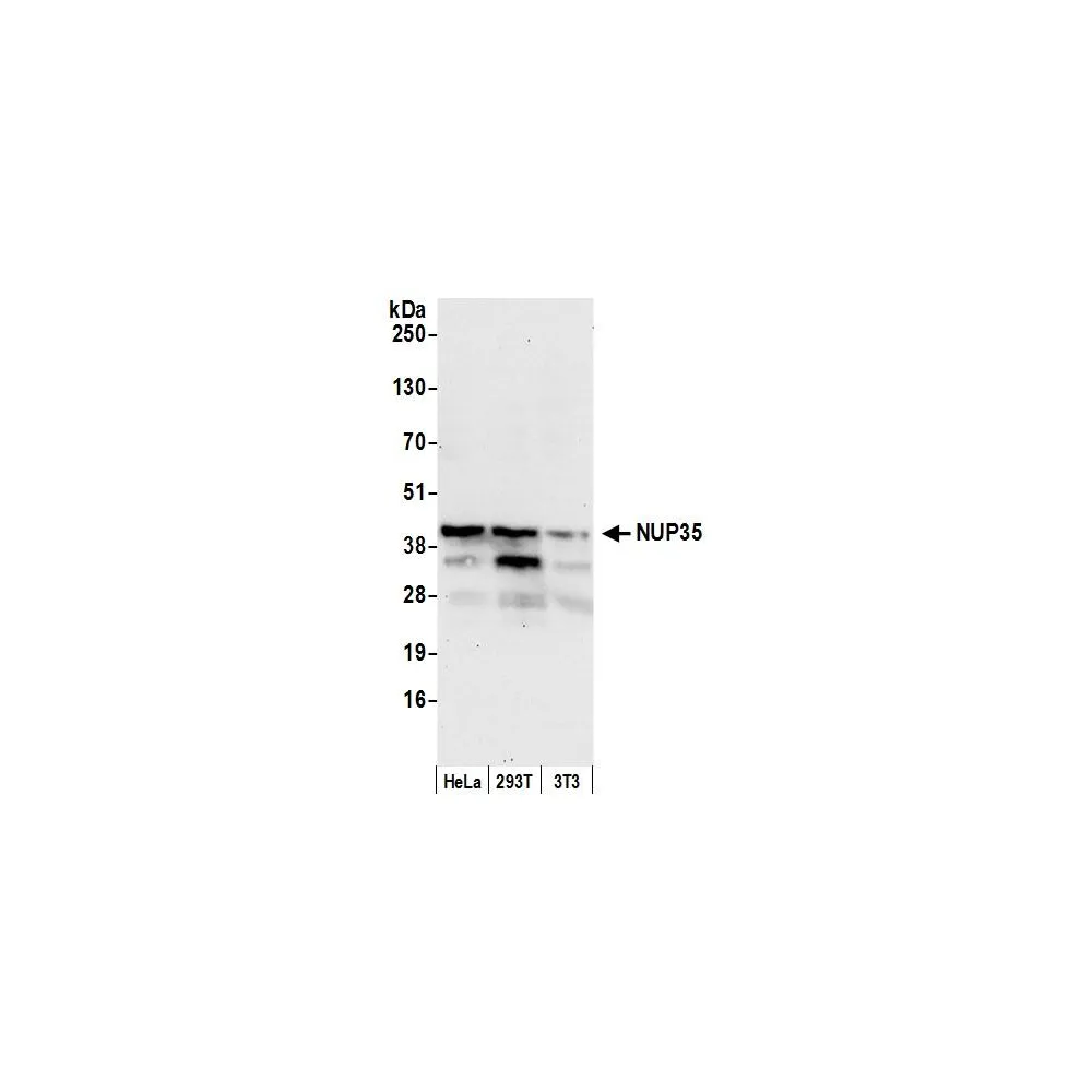 Rabbit anti-NUP35 Antibody, Affinity Purified