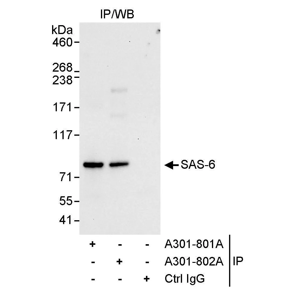Rabbit anti-SAS-6 Antibody, Affinity Purified
