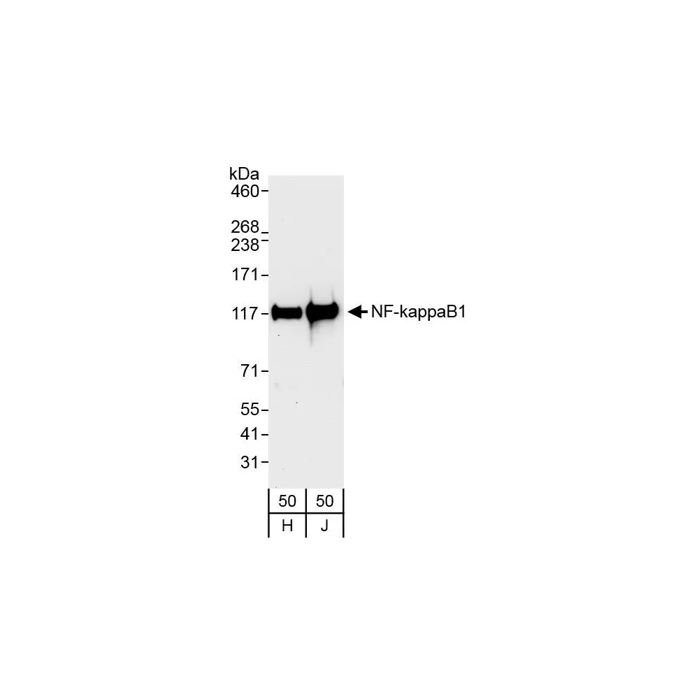 Rabbit anti-NF-kappaB1 Antibody, Affinity Purified