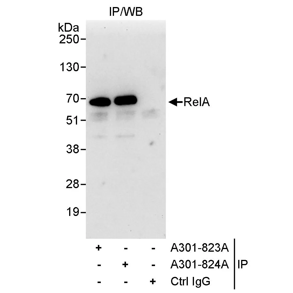 Rabbit anti-RelA Antibody, Affinity Purified
