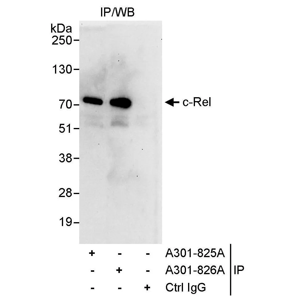 Rabbit anti-c-Rel Antibody, Affinity Purified