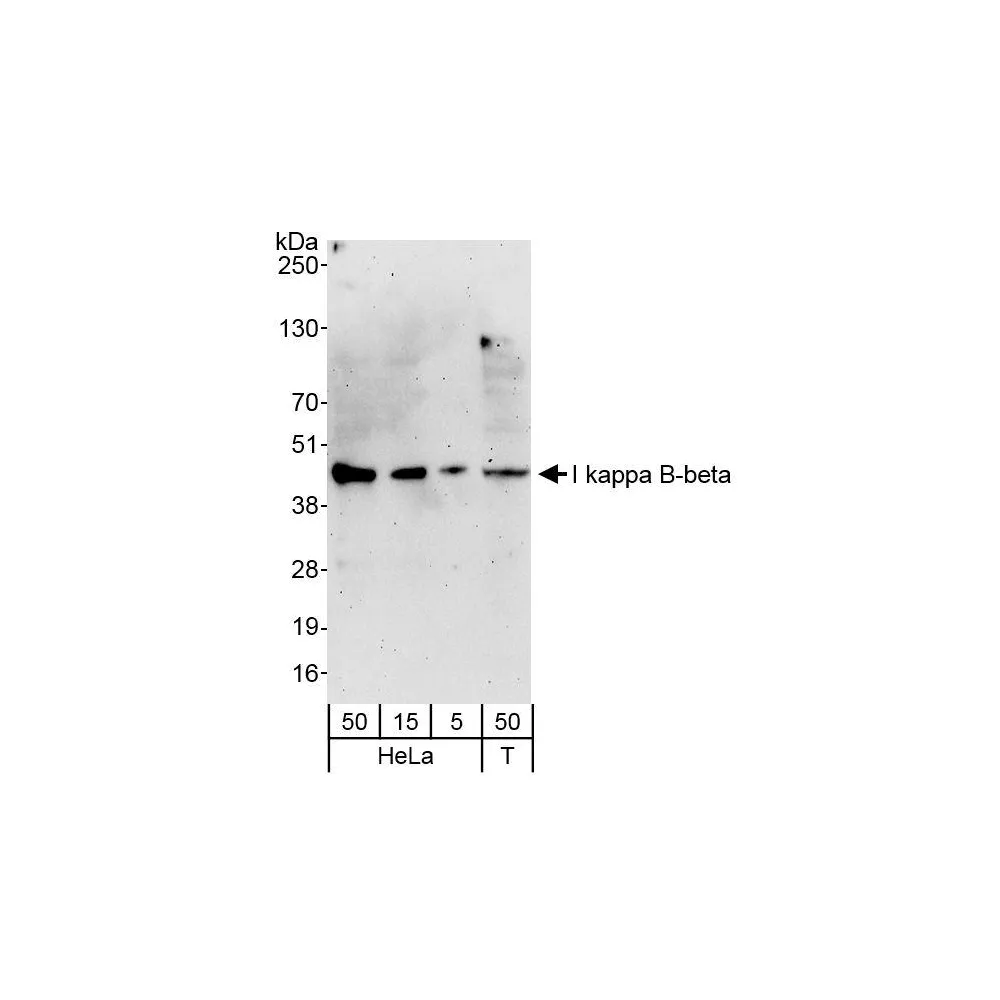 Rabbit anti-I kappa B-beta Antibody, Affinity Purified