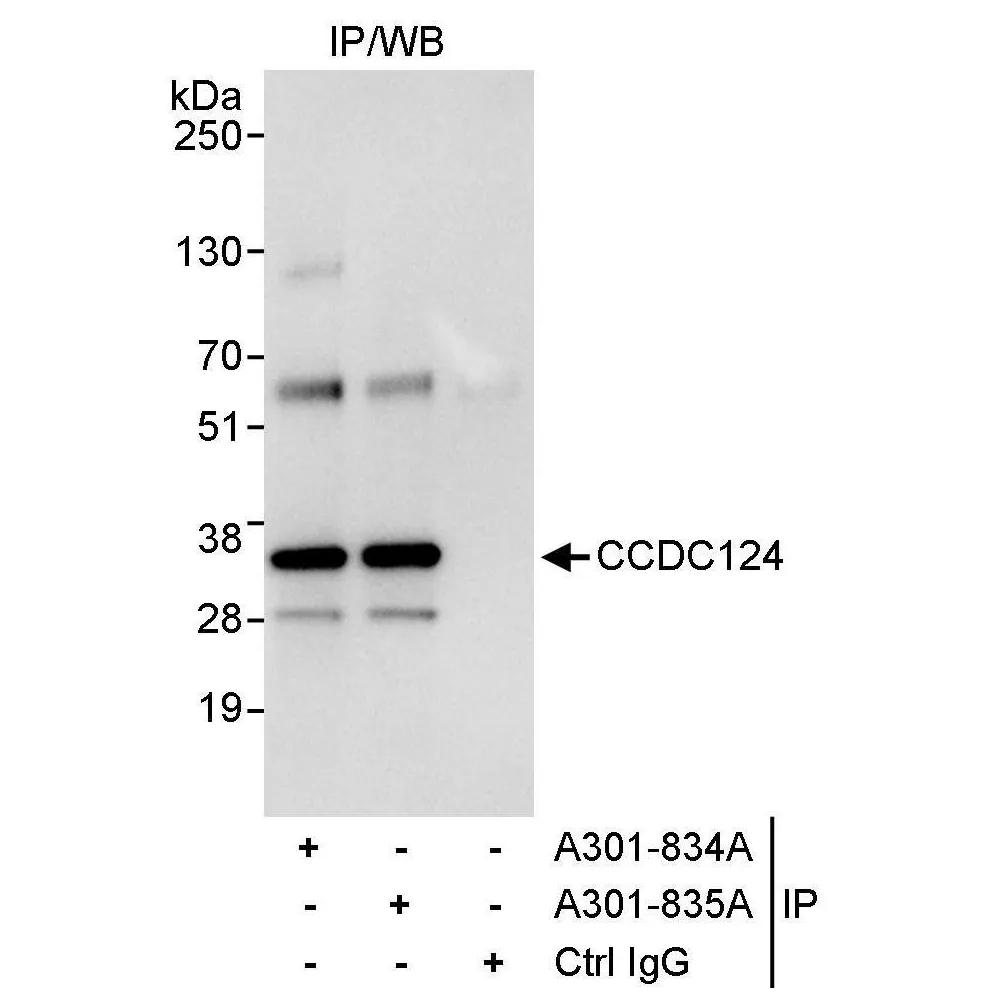 Rabbit anti-CCDC124 Antibody, Affinity Purified