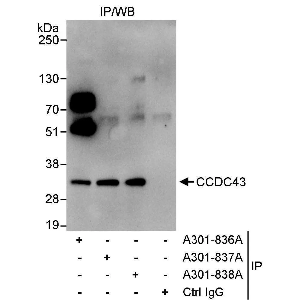 Rabbit anti-CCDC43 Antibody, Affinity Purified